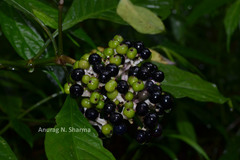 Chassalia curviflora var. ophioxyloides